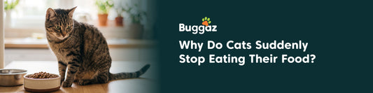 Why Do Cats Suddenly Stop Eating Their Food?