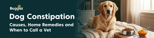 Dog Constipation: Causes, Home Remedies and When to Call a Vet