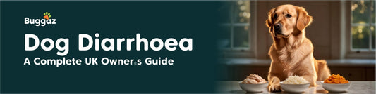 Dog Diarrhoea: A Complete UK Owner's Guide