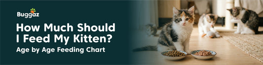 How Much Should I Feed My Kitten? Age-by-Age Feeding Chart