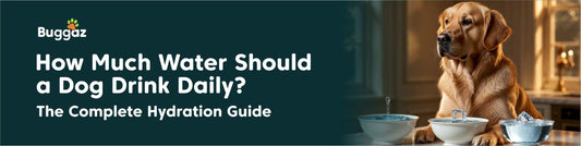 How Much Water Should a Dog Drink Daily? The Complete Hydration Guide