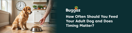 feed your adult dog food