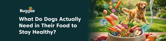 What Do Dogs Actually Need in Their Food to Stay Healthy?