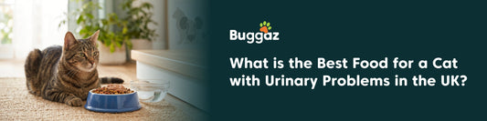 What is the Best Food for a Cat with Urinary Problems in the UK?