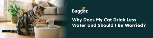 Why Does My Cat Drink Less Water and Should I Be Worried?