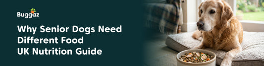 Why Senior Dogs Need Different Food: UK Nutrition Guide
