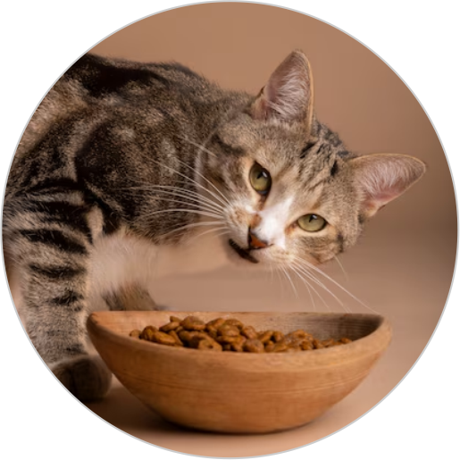 Cat Food
