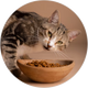 Cat Food