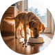 Dog Food
