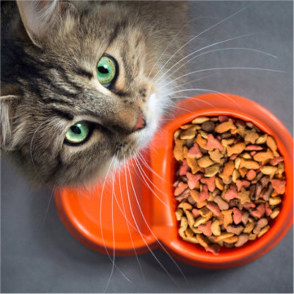 Buggaz | Cat_food