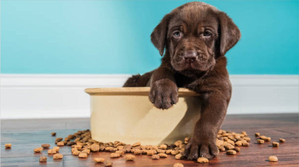 Buggaz | Puppy_food