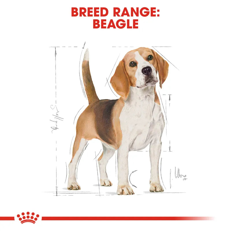 Beagle dog illustration with breed range text and Royal Canin logo.