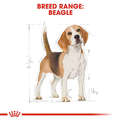 Beagle dog illustration with breed range text and Royal Canin logo.