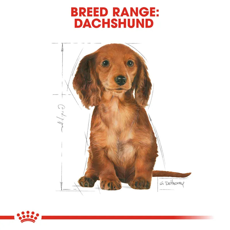 Cardboard cutout of a dachshund with breed range text and Royal Canin logo.