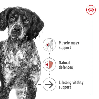 Dog with health benefits text on a white background