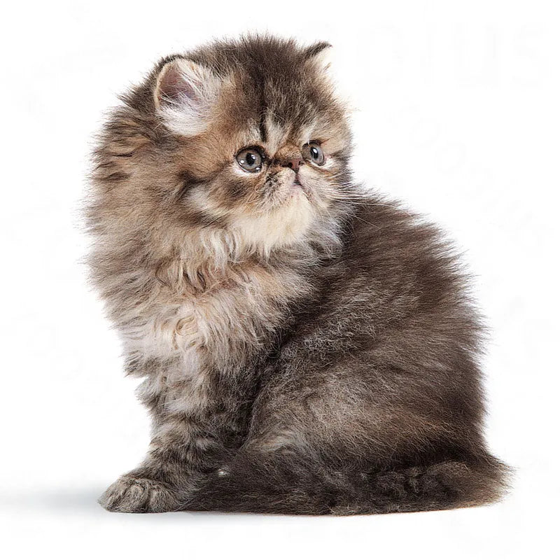 Fluffy kitten with a white chest sitting on a white background