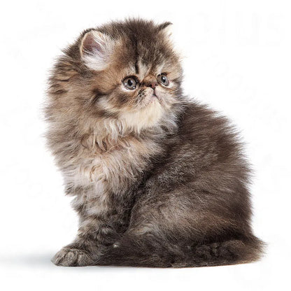 Fluffy kitten with a white chest sitting on a white background