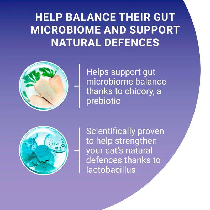 Promotional graphic about supporting a cat's gut microbiome with prebiotics and probiotics on a purple background.