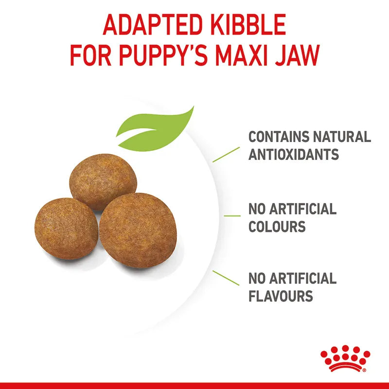 Adapted kibble for puppy's maxijaw with natural antioxidants, no artificial colors or flavors on a white background.