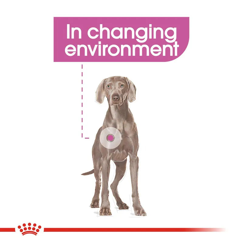 Dog standing on a white background with text 'In changing environment' and a Royal Canin logo at the bottom.